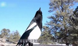 喜鹊为什么吃瓜,揭秘鸟类饮食习惯的奥秘