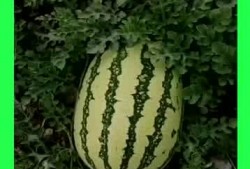 吃瓜有什么好地方,揭秘全国瓜果盛宴聚集地