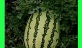 吃瓜有什么好地方,揭秘全国瓜果盛宴聚集地