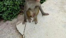 吃瓜卖货变猴子,变身猴子背后的神秘故事