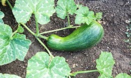 瓠瓜一瓜两吃的功效与禁忌,一瓜两吃，健康生活指南