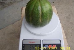 青皮瓜怎么吃,解锁清新口感新体验