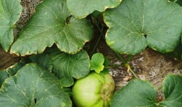 形容安静的吃瓜,品味宁静中的美食时光