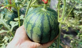 吃瓜扒王花,网络红人的崛起与争议