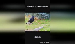 瓜地怎么防乌鸦吃瓜,守护丰收的秘密武器