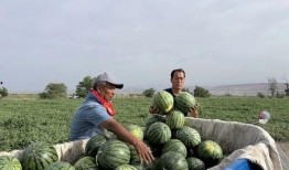 大营坡吃瓜,揭秘当地特色美食背后的故事