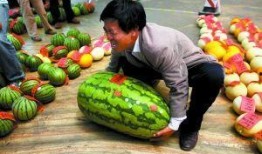 平川中恒吃瓜比赛,一场舌尖上的狂欢盛宴