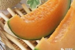 奔跑吧哈密瓜吃瓜