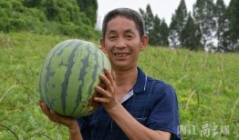 吃瓜的农民,揭秘乡村生活新风尚