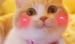 吃瓜群喵表情包,群喵表情包背后的趣味故事