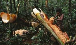 罗威的森林吃瓜,一场奇幻的吃瓜之旅
