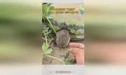 瓜地里有刺猬吃瓜,瓜与刺的和谐共舞