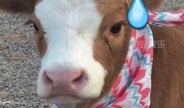 抖音吃瓜的猫,揭秘网络热点的幕后故事