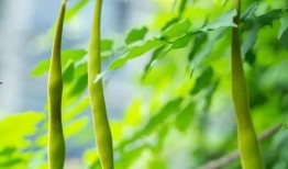 夏夜乘凉吃瓜,一场难忘的夏日盛宴