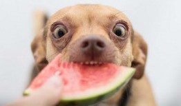 可以喂狗吃瓜吗,西瓜、哈密瓜等瓜类水果的适宜性分析