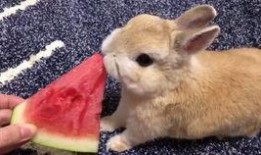 吃瓜少年兔兔子,吃瓜少年兔兔子的趣味生活点滴