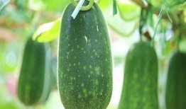 吃瓜最忌吃单边瓜是什么,品味双面瓜果，享受人生百味